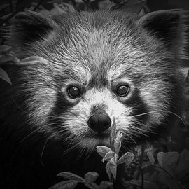 Roter Panda