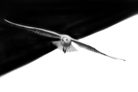 Möwe