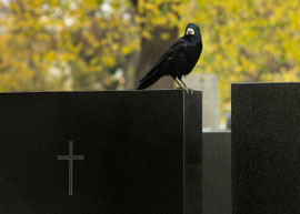Im Zentralfriedhof