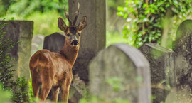 Seelenwächter im Wiener Zentralfriedhodf