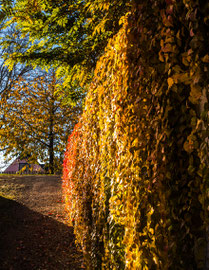 Herbst 