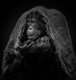 Orang-Utan mit Leinen-Umhang