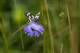 Schmetterling