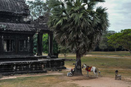 Im Angkor Wat (Kambotscha)