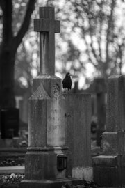 Zentralfriedhof