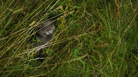 Kater im Gras