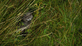 Kater im Gras