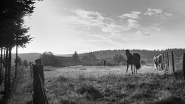 Waldviertel (In der Nähe von St.Leonhard)