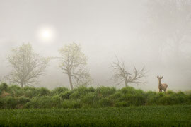 Natural Symphonie