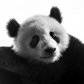 Pandabär
