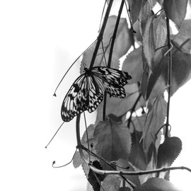 Schmetterling