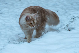 DEZEMBER 2025)