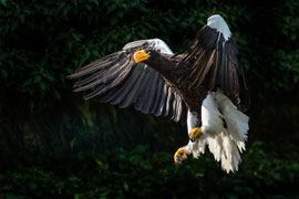 Seeadler
