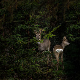 Rehe
