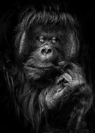 Orang-Utan