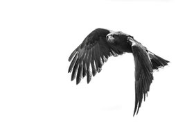 Adler im Flug