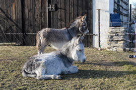 Mia & Leopoldine (07. März 2023)