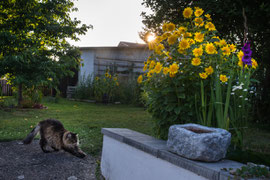 Verbeugung vor der Sonne