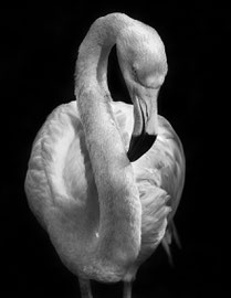Flamingo in Schwarz/Weiss