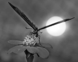 Schmetterling
