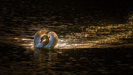 Schwan