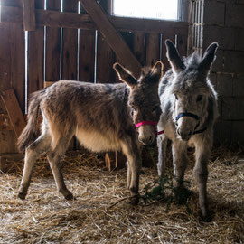 Mia & Leopoldine (21. Februar 2023)