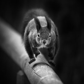 Eichhörnchen