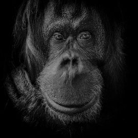Porträt eines Orang-Utan