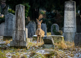 Reh im Wiener Zentralfriedhof