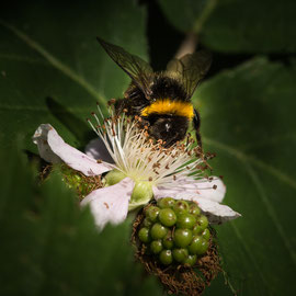 Hummel im Paradies