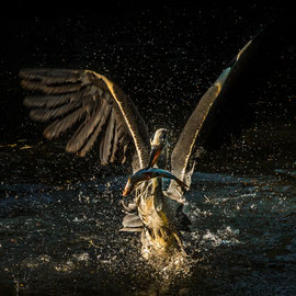 Der Fischer (II)