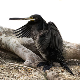 Kormoran mit Feder