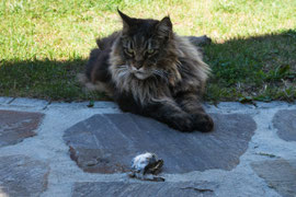 Sorry, but i´m a cat (07.08.2024)