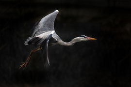 Graureiher im Flug