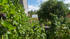 Im Garten 2024