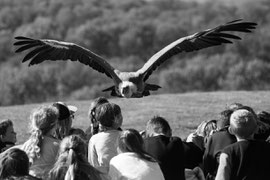 Geier im Anflug