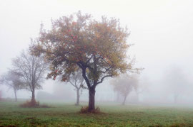 Obstbäume im Nebel (Röhrenbach im Waldviertel)