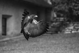Falke beim Landeanflug