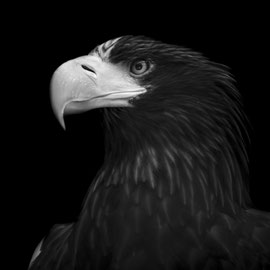 Kanadischer Seeadler