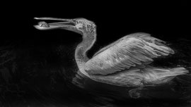 Pelikan
