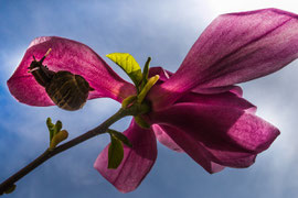 Weinbergschnecke auf Magnolienblüte