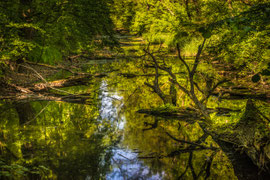 Waldviertler Natur