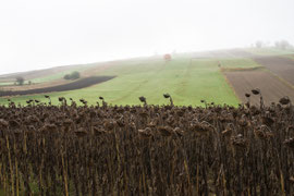 Waldviertel