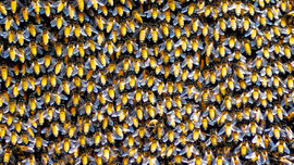 Bienen
