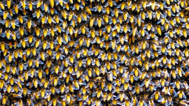 Bienen
