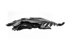 Geier im Flug
