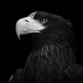 Kanadischer-Seeadler