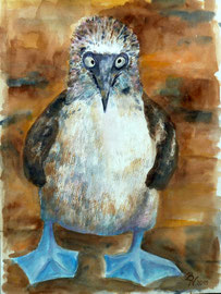 Blaufußtölpel, Aquarell,30x40, 2011