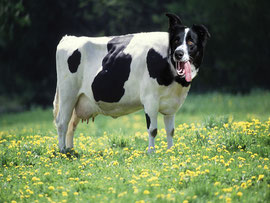 Cow-Dog (Rachel G)