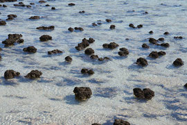"wachsende Steine" - Stromalithen im Hamlin Pool, Westaustralien